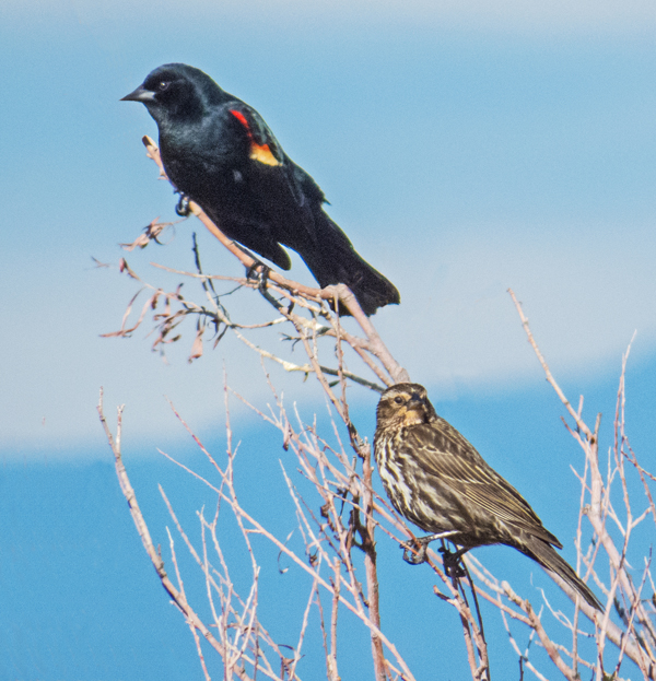 Red-winged Blackbird pair.jpg